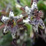 Ferraria Crispa Cream Form Ferraria Crispa Cream Form